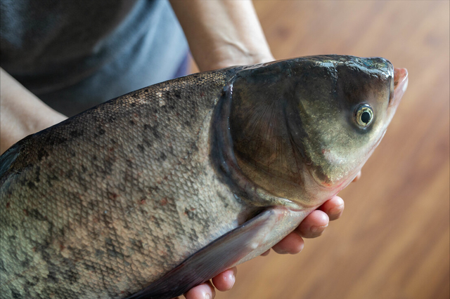 什么鱼适合清蒸，什么鱼适合蒸（带你认识不同的鱼和吃法）