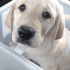 拉布拉多犬的价格(拉布拉多价格多少钱一只幼犬)