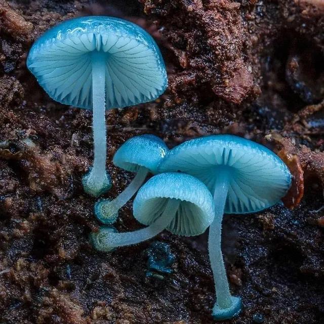 蓝瘦香菇表情包，三种香菇头表情包（这是蓝瘦香菇的本尊了）