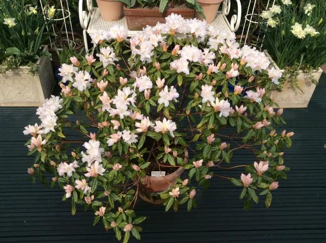 花盆里有小白虫怎么去除小妙招，怎么去除花盆里的小白虫（月季、栀子花和多肉植物容易感染的介壳虫）