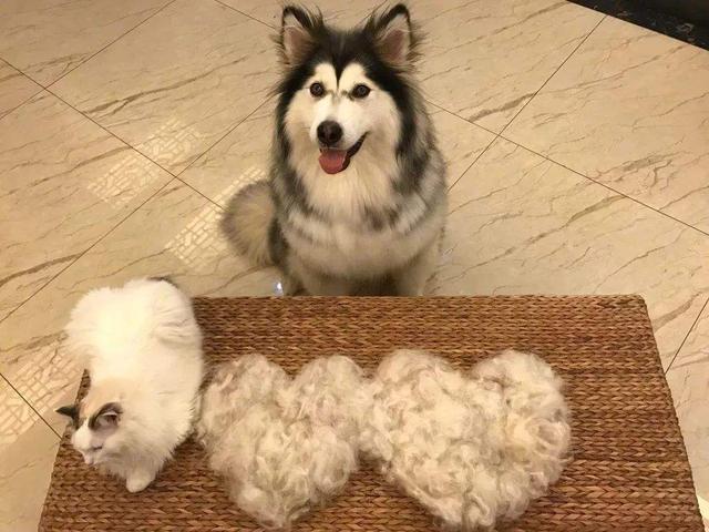 犬和狗有什么区别，犬与狗的区别（“养狗”和“不养狗”的区别）