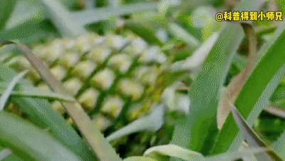 菠萝和凤梨是一样的吗，菠萝和凤梨是一样的吗图片（凤梨还能做罐头）