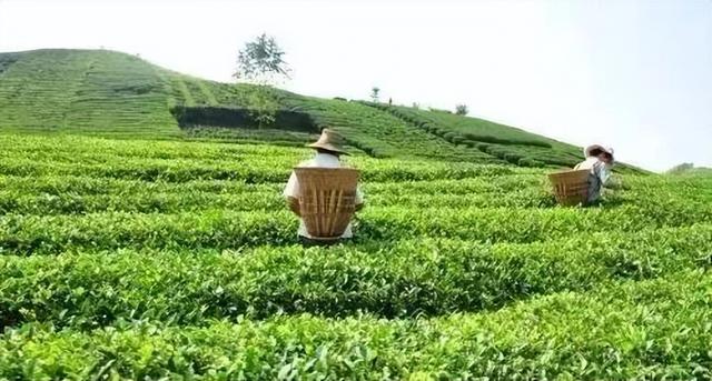 茶叶商业模式有哪些，如何使用消费金融模式卖茶叶