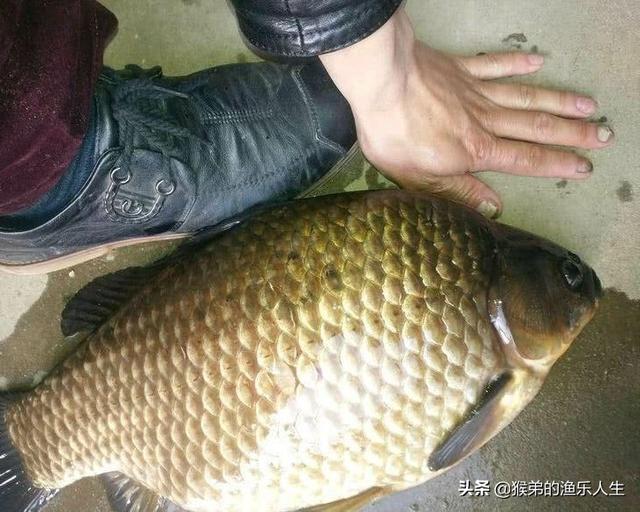 鲫鱼一年能长多大，土鲫鱼能长多大（有些鲫鱼大到不敢想象）