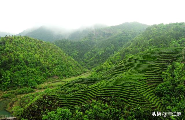 喝什么红茶养胃呢，养胃喝什么红茶好（哪种红茶最好喝最养胃）