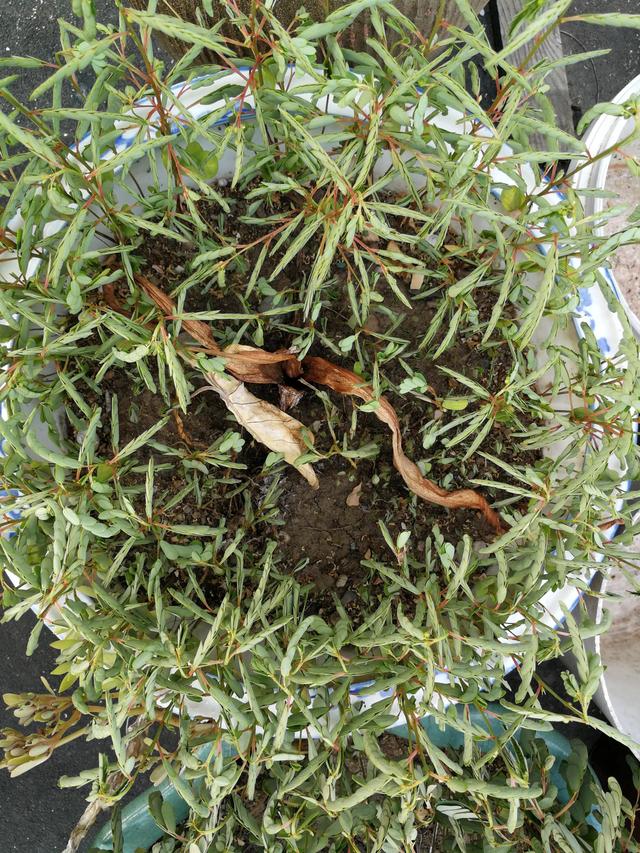 芋艿和芋头的区别，芋艿与芋头有什么区别（芋头和芋艿蕻）