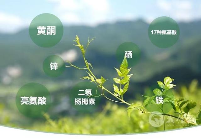 莓莓元素的功效，正宗张家界小界莓莓茶的功效和作用