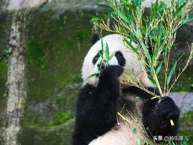 成都必去的9大景点，成都必去的景点（四川-成都十景）