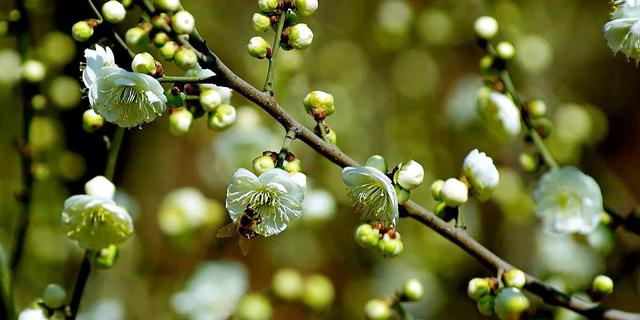 绿萼梅的花语和寓意，绿萼梅的花语和寓意和象征（绿梅～梅花中的佼佼者。因萼绿花白）