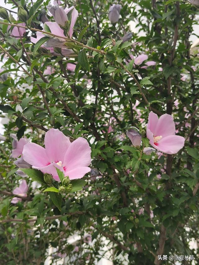 木槿花开唯美诗句，朝开暮落话枯荣