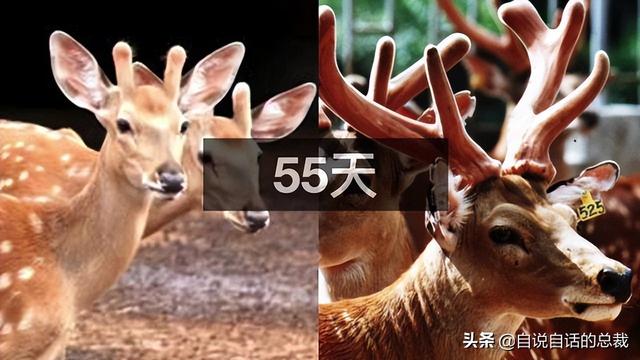 鹿血酒多少钱一瓶，鹿血酒一瓶500ml要多少钱（这是人们认为它是仙兽真正的原因）