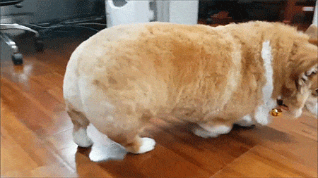 狗狗绝育的好处与坏处，狗狗绝育有什么好处和坏处（过来人告诉你：狗狗“绝育”后）