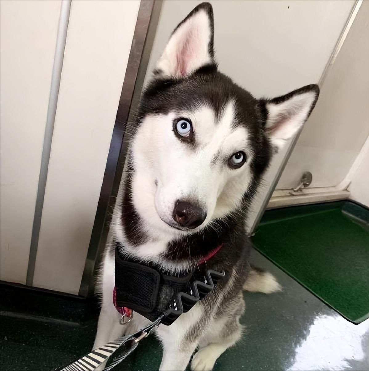 狗狗趴在我身上很快就能睡着，狗狗趴在我身上很快就能睡着为什么（真的是因为爱你吗）