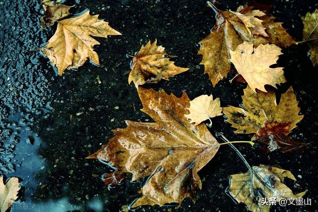 让泪化作相思雨歌词，化作漫天相思的雨歌名介绍（九月微凉，化作满天相思的雨）