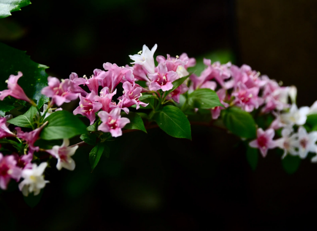 关于爱花赏花的诗句有哪些，爱花赏花的诗句有什么（八首锦带花的诗词）