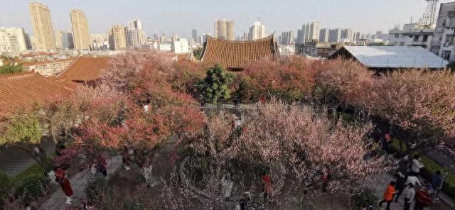 赏梅正当时！一起到梅峰寺共度美好时光！