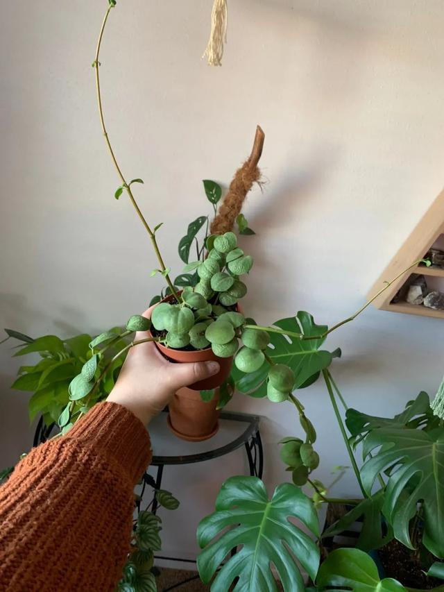 绿色种类（正版豆瓣绿和“假冒”豆瓣绿）