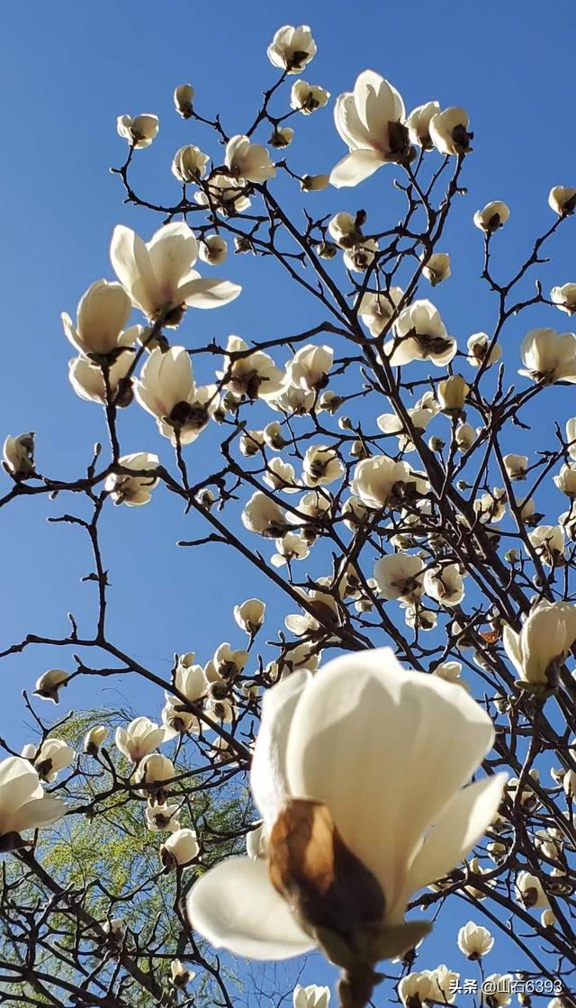 优秀的美文配优秀的美图,经典美文配图(军,陶俊石等春日里"恋花"美文