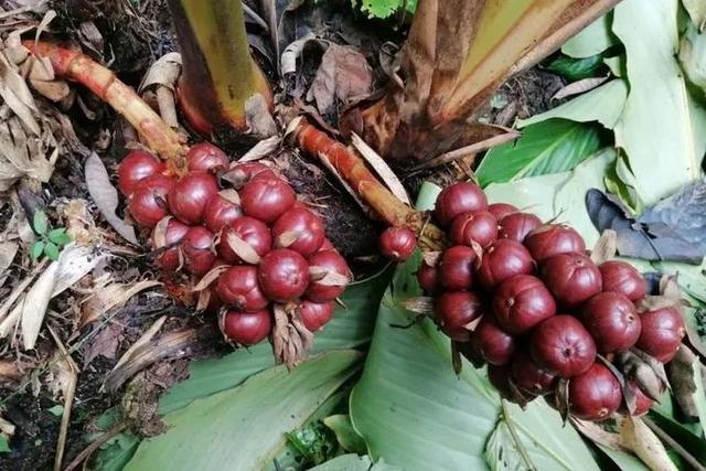 姜的种类和功效，姜的种类和功效和作用（12种姜科的辛香料）