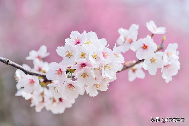 杏花,櫻花,李花等開始次第開放,桃花,杏花還比較好區別,可櫻花,梨花