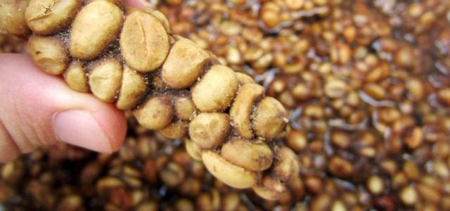 麝香猫多少钱一只，麝香猫咖啡（盘点世界上的天价分泌物）