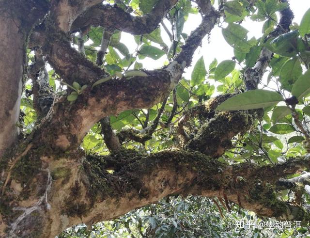 带有茶字的词语，与茶字有关的词语（茶的这些雅称）