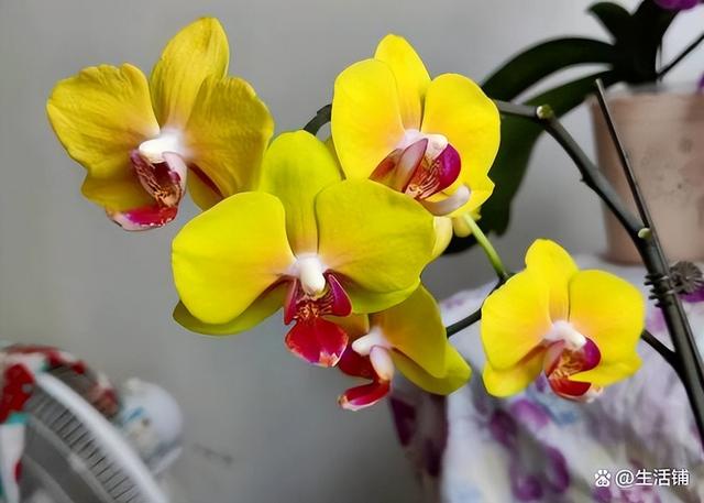 花蔫了怎么救活，花晒蔫了怎么补救合适（3个方面注意方法，轻松养开花）