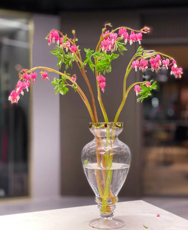 室内植物100种大盆栽，好养而又适合室内养殖的盆栽（园艺师给大家介绍10种适合室内养的花卉盆栽）