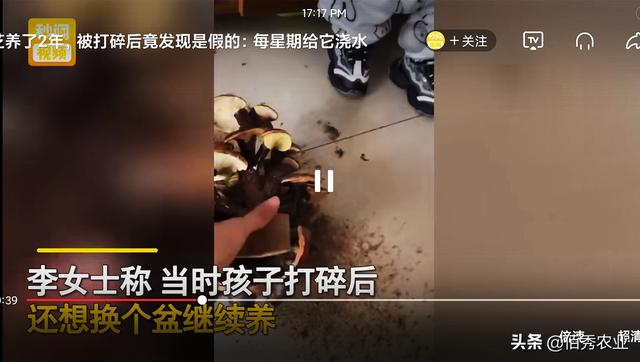 灵芝图片大全大图鉴别，怎样辨别灵芝真假【图】（有人用木头制仿品骗人）