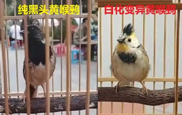 虎头凤鸟的叫声，虎头凤鸟怎么养容易乖（让西安人痴迷的这种鸟到底魅力在哪）