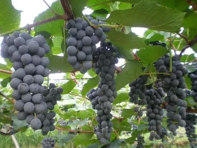 农村赚钱的门路（农村赚钱门路找个赚钱的门路）