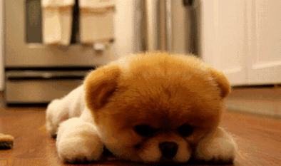 母狗做绝育好不好，狗狗做绝育是好还是坏（狗狗绝育的“利”与“弊”）