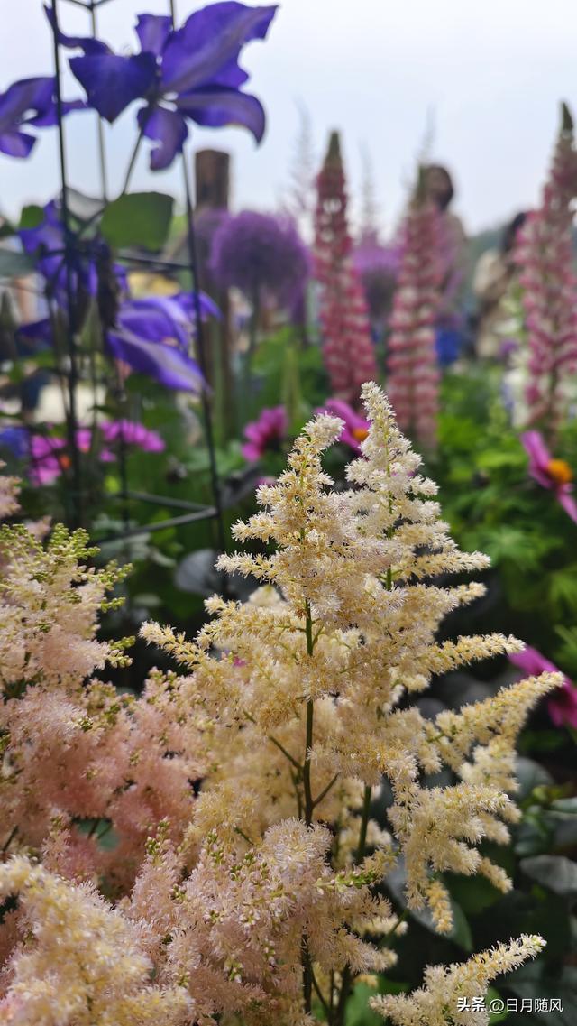 深圳市仙湖植物园，深圳仙湖植物园适合夏天逛吗（深圳仙湖植物园现场实拍图来了）