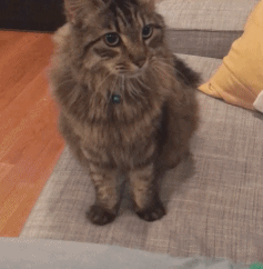 生肖牛的性格特征大盘点，十二生肖牛性格特点（社牛猫咪的6个行为特征）