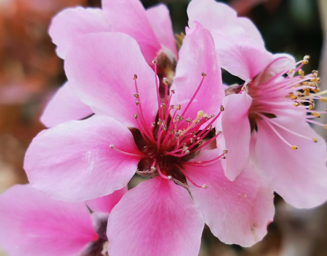 桃花的样子是怎样的，桃花 的样子（樱花桃花傻傻分不清）