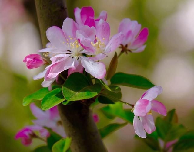 西府海棠图片，西府海棠～花苞胭脂点点（西府海棠）