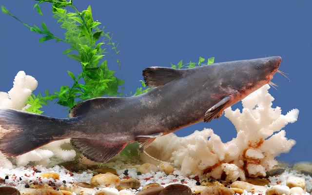 江团价格今日价格表，白江团贵还是黑江团贵（前五种鱼钓时要小心）