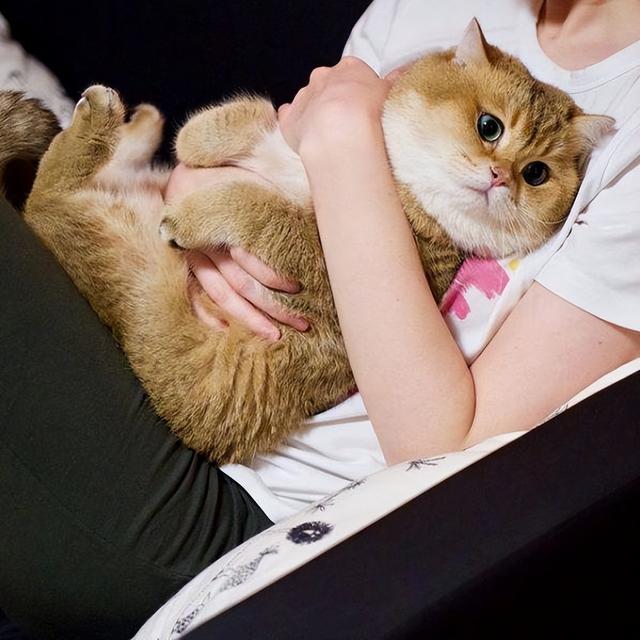 养猫的人容易得什么病，养猫容易得什么病（网友：我得了好几种病）