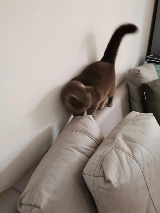 小灰灰可爱图片，好可爱的小灰灰，微信头像（我的动物朋友一一小灰灰）