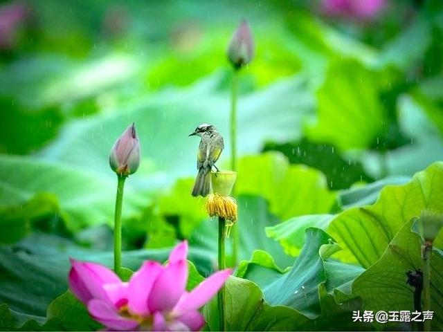 关于雨的诗句唯美,关于雨的唯美诗句(10首唯美"春雨诗词")