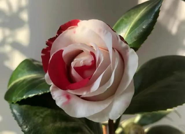 茶花喜阴还是喜阳，茶花喜阴还是喜阳?知乎（为啥花友们都不爱养）