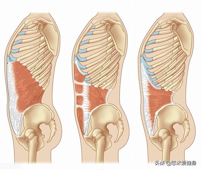 腹部有氧运动有哪些，腹部的无氧运动有哪些（轻松拥有迷人腹肌身材）