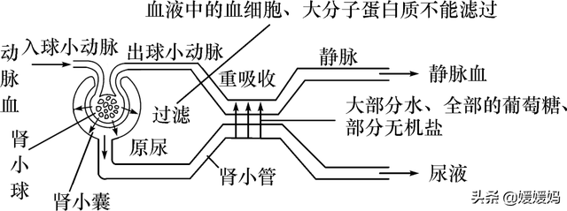 草履虫的结构，草履虫的结构层次模式图（应考技巧丨初中生物识图题常用结构示意图）