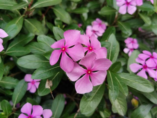 鲜花的花语和花的数目的寓意，鲜花数量的寓意（100种迷人的“数字花”）