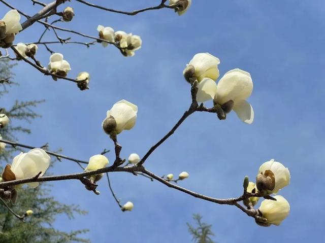 遇见最美的小镇，去针灸小镇赴一场玉兰之约~