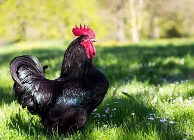 家禽的名字有哪些，家禽动物名称（你认识中国本地鸡的哪几种）