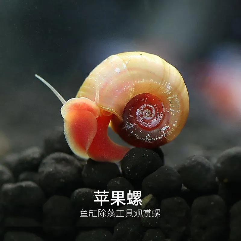 什么东西要吃鱼的粪便？（养鱼生态循环大法）