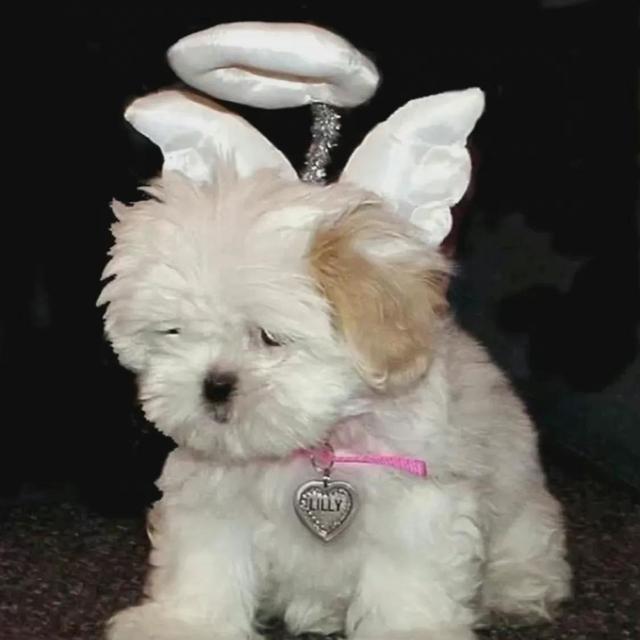 动物男头（你喜欢就好），微信头像，动物男头（你喜欢就好）（可爱头像‖很精致的小动物）