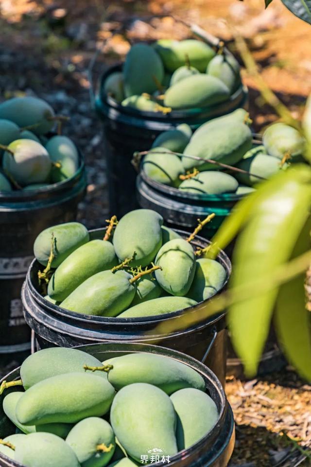 广西的特产水果有哪些，广西的特产有什么水果（满足水果控们的所有期望）