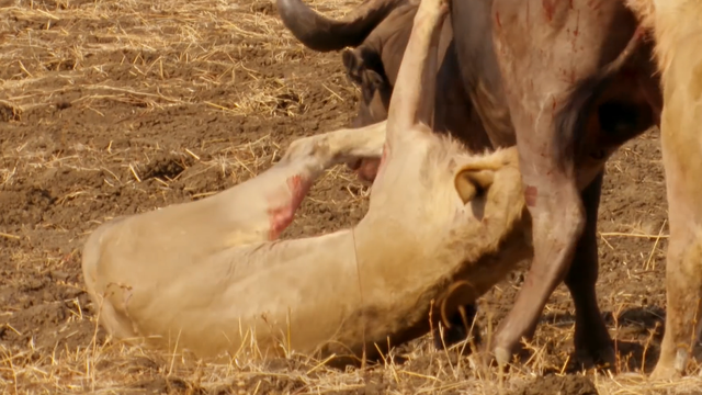 野生动物之野牛，非洲野牛和狮子谁厉害（被狮群围攻后上演绝地反击）